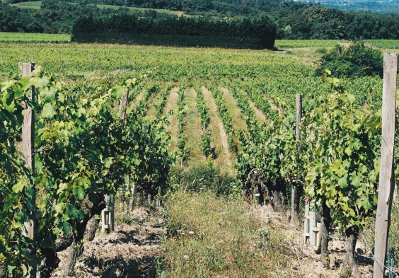 Terres dImaginaire Weingarten Rebzeilen 2