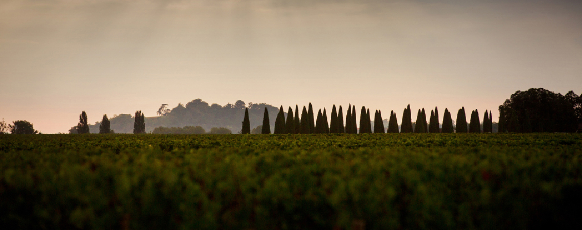 Trotanoy vignoble 300 DPI Photo credit Alain Benoit DEEPIX