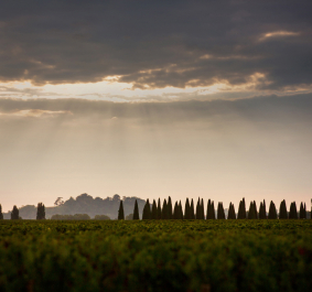 Trotanoy vignoble 300 DPI Photo credit Alain Benoit DEEPIX