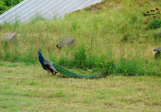 Val del Prete Weingarten Pfau