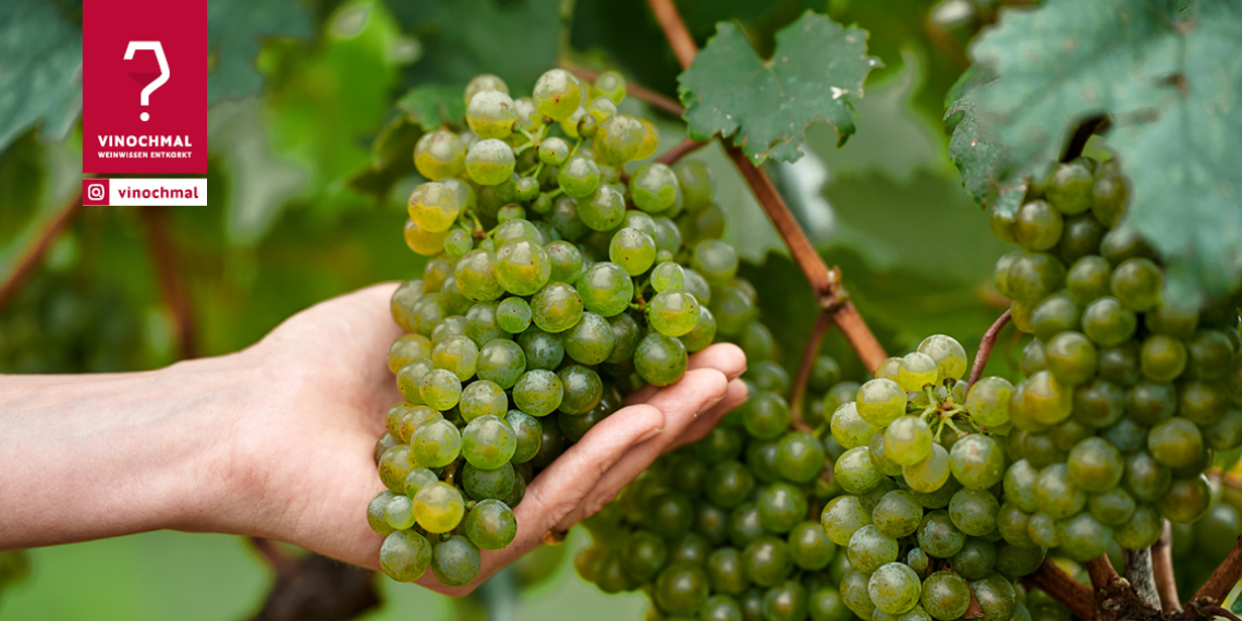Vinochmal weinjahrgang 2022 header
