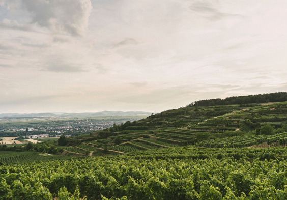 Weingut Hiedler Heiligenstein by Julius Hirtzberger