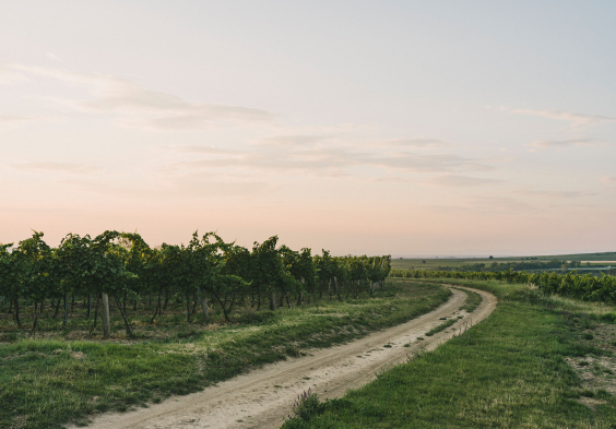 Weingut Hiedler Thal by Julius Hirtzberger