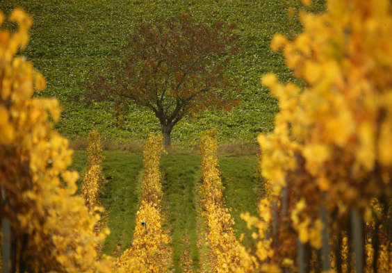 Weinrieder 5