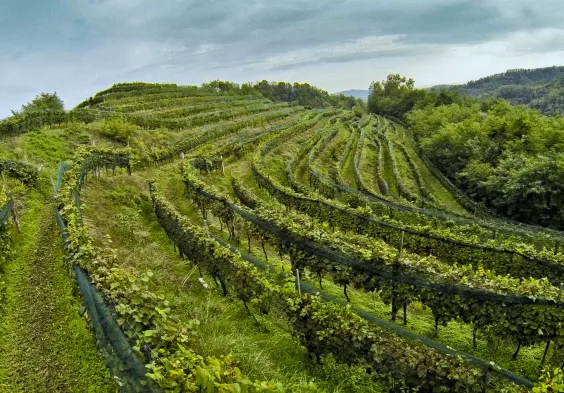 Zuccolo Colli Orientali 2