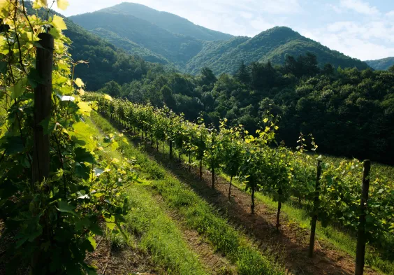 Zuccolo Colli Orientali 3