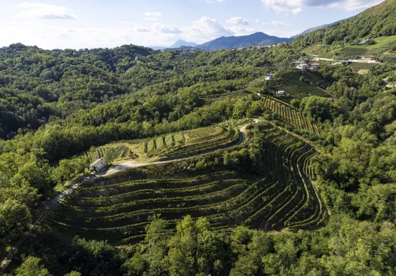 Zuccolo Colli Orientali