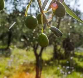 oliveta sanmichele3 1