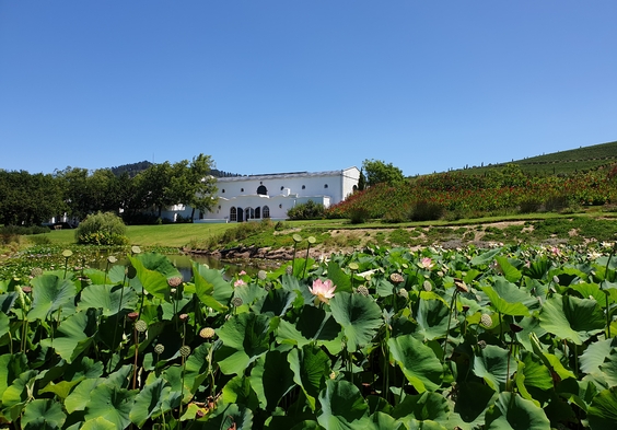 DeMorgenzon Winery on other side of Lotus pond