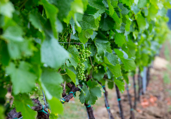 antinori tuzko 1