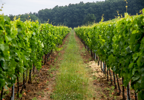 antinori tuzko 2
