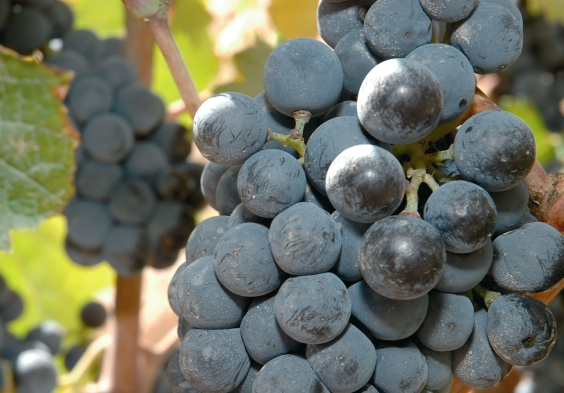 bodegas alceno (4)