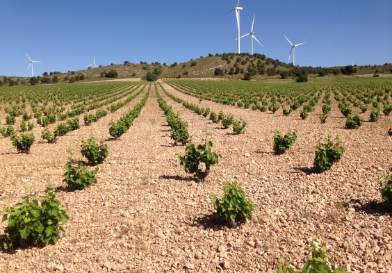 bodegas alceno (5)