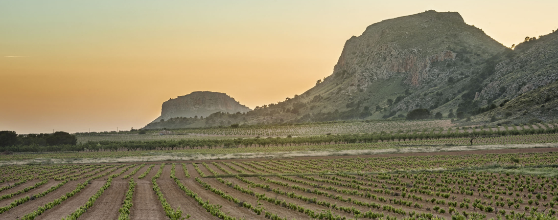 bodegas alceno