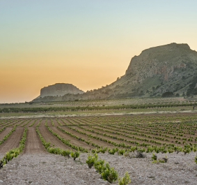 bodegas alceno