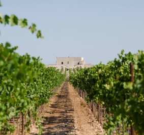 cantina sanmarzano