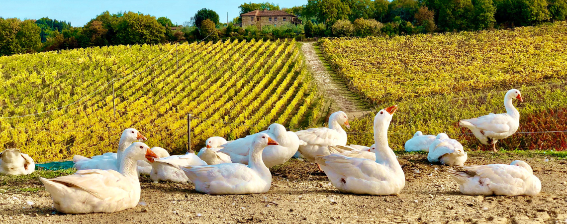 casa emma gaense header