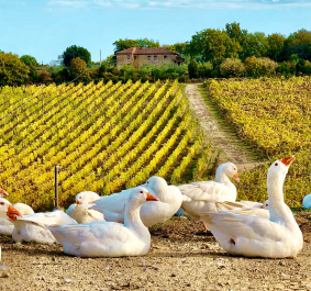 casa emma gaense header