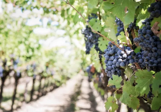 domaine bretauche 2