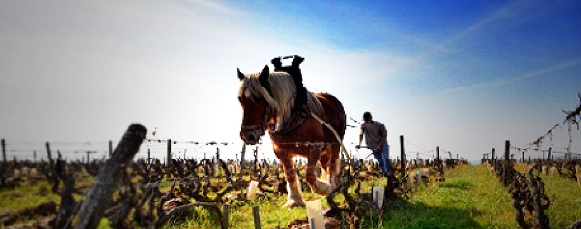domaine huet2