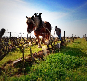 domaine huet2