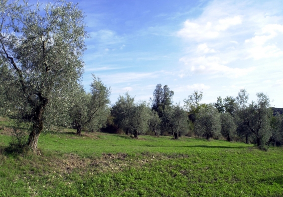felsina (14)