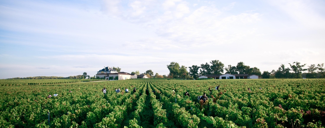 haut bailly harvest