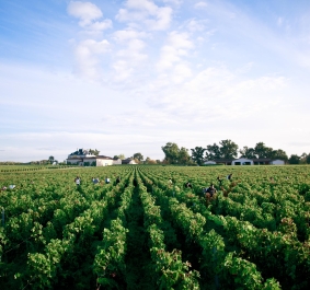 haut bailly harvest