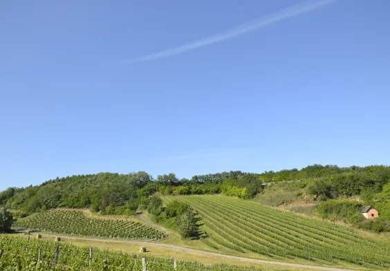 kolfok burgstall sonnensteig welschriesling