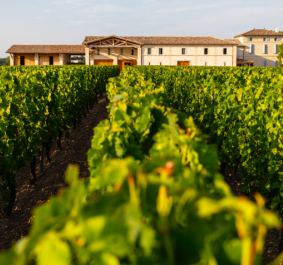 Weinberg bei Sonnenschein mit rustikalem Gebäude im Hintergrund.