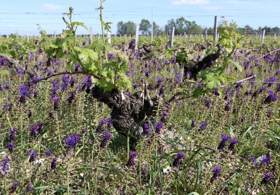 le coteau vignes muscaris