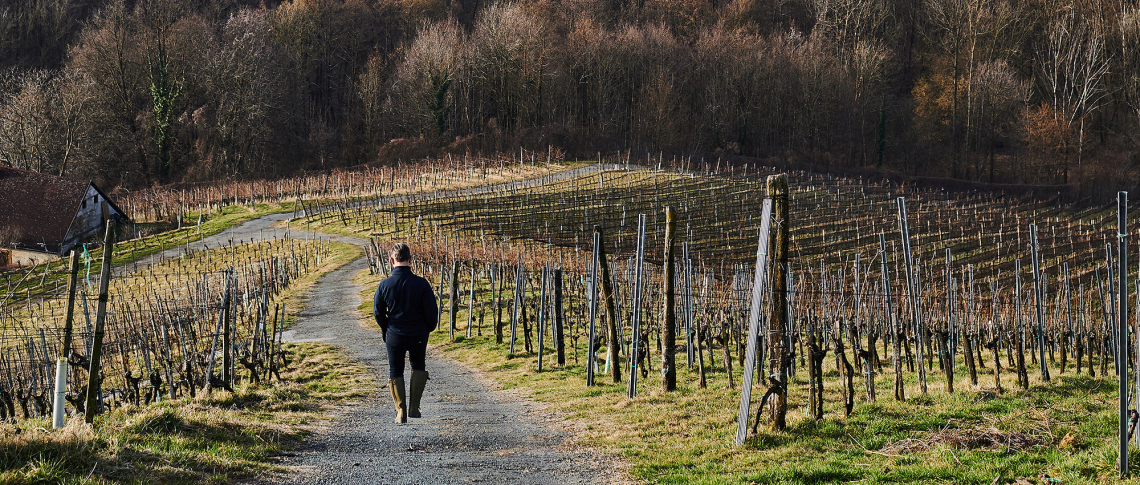 Person wandert durch winterlichen Weinberg, umgeben von kahlen Reben und bewaldeten Hügeln.