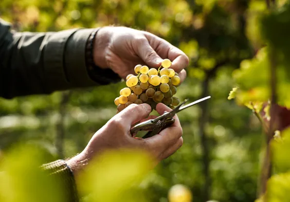 schloss gobelsburg trauben