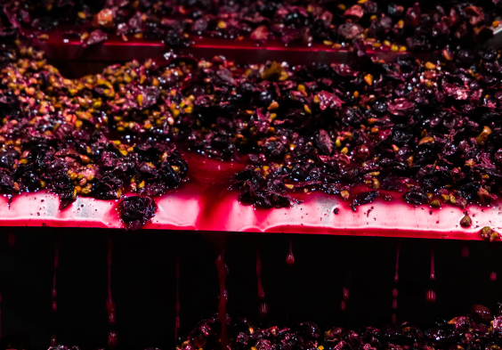 schwarz trauben maische