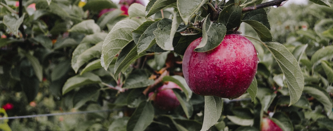 Apfel