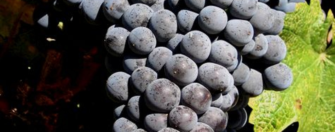Mourvedre.jpg