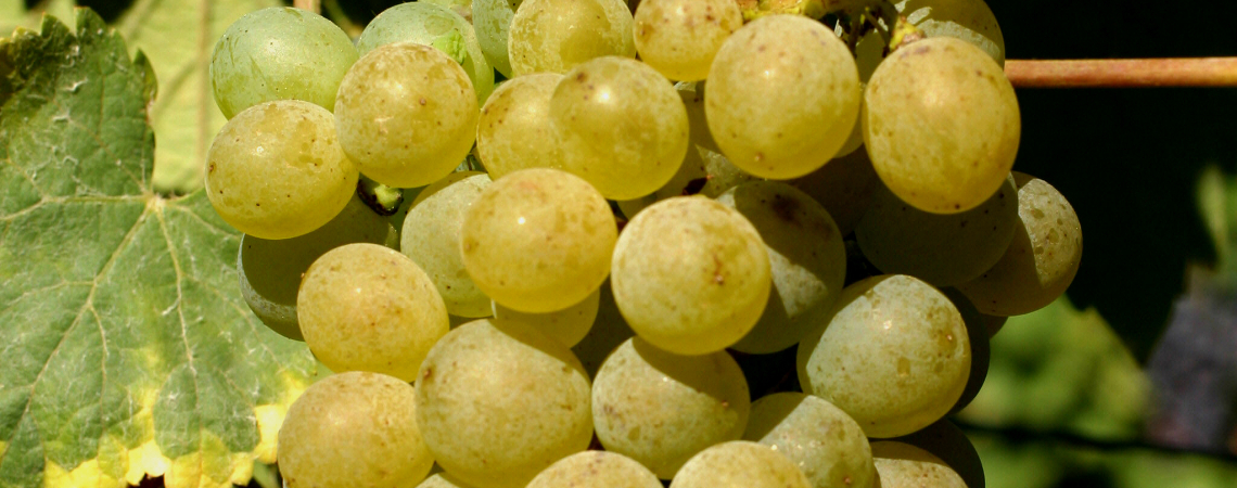 chenin blanc