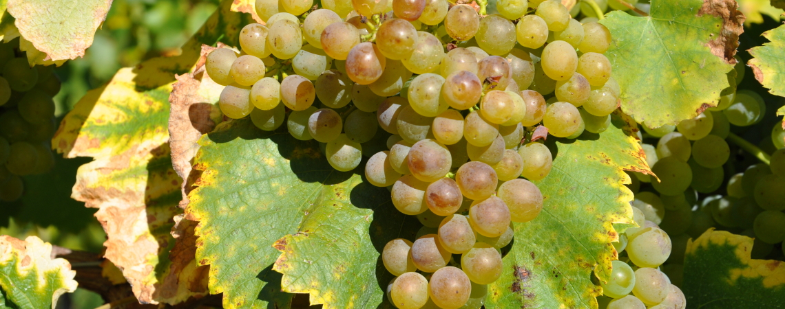 fiano.jpg