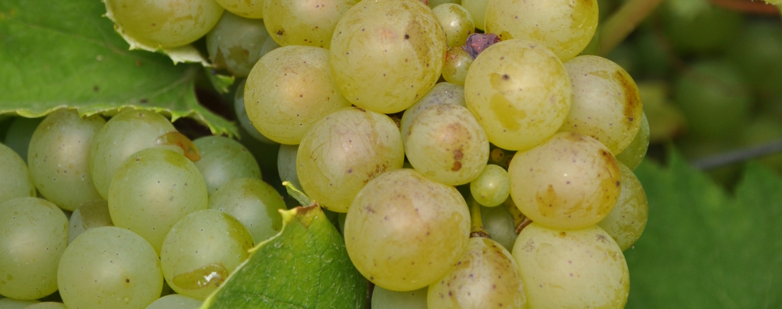 furmint
