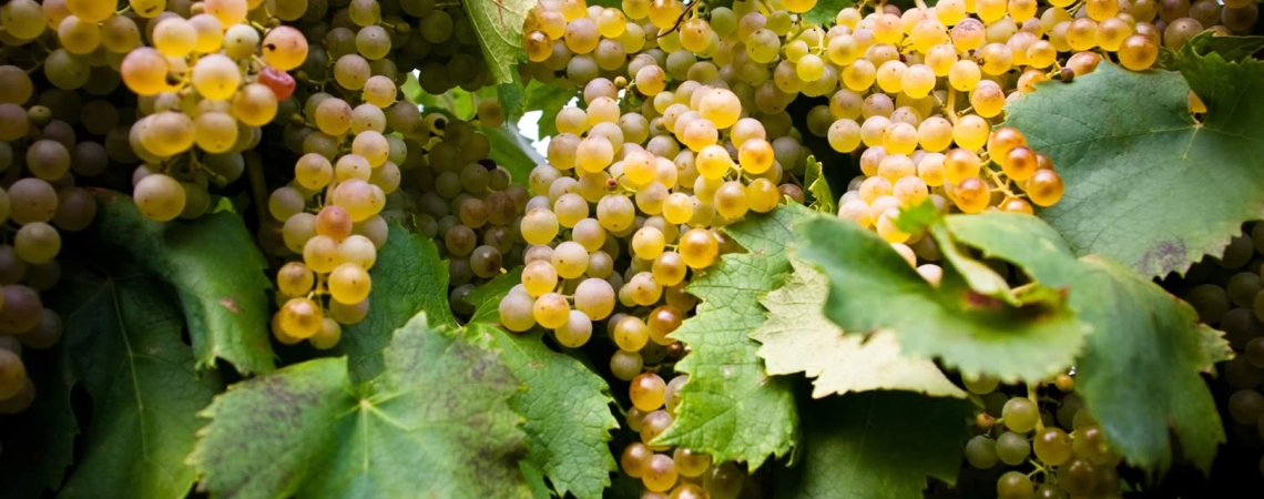 garganega.jpg
