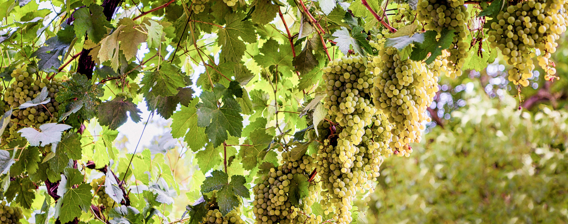 godello header