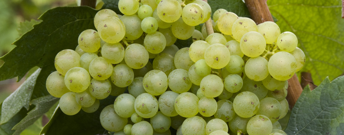 malvasia