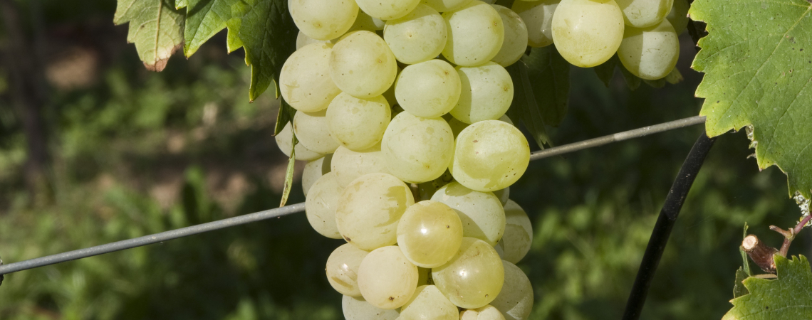 muscat
