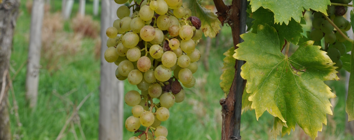 Pedro-Ximenez.jpg