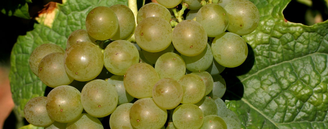 roussanne