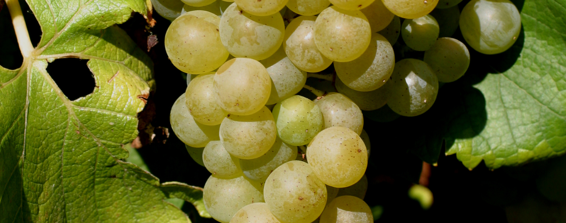 Semillon.jpg