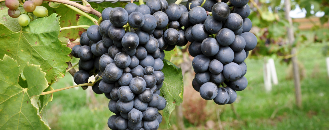 syrah