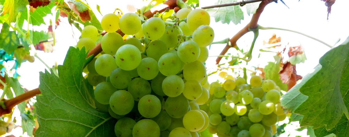 Torrontes.jpg