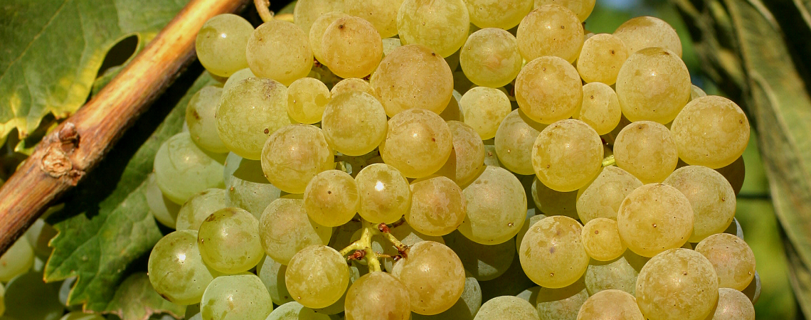 Trebbiano.jpg