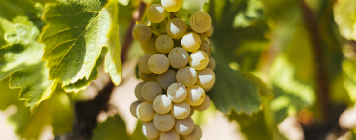 verdejo